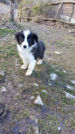 Cuccioli border collie Paradise Puppy
