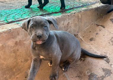 Cuccioli cane corso - Animali In vendita a Rovigo