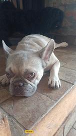 Bulldog francese esotico