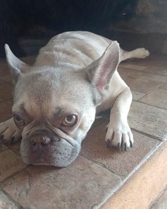 Bulldog francese esotico