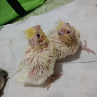 Calopsite pappagalli