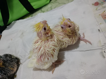 Calopsite pappagalli