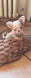 CHIHUAHUA MASCHIO PELO LUNGO