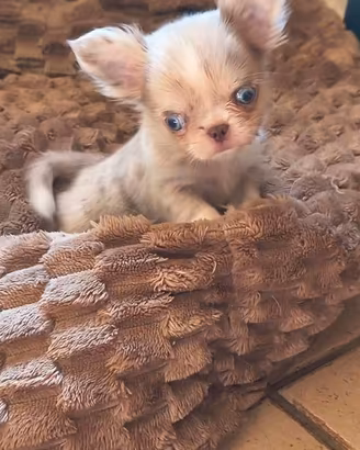 CHIHUAHUA MASCHIO PELO LUNGO