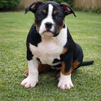 American bully femmina