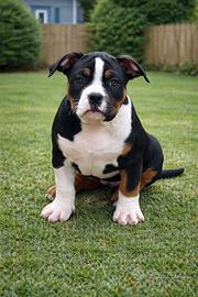 American bully femmina