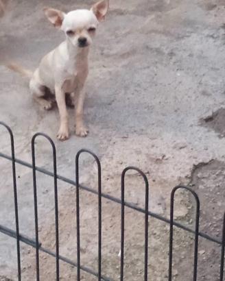 Chihuahua