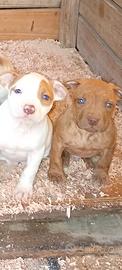 Pitbull UKC Red Nose