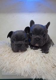 Cuccioli di bulldog francesi