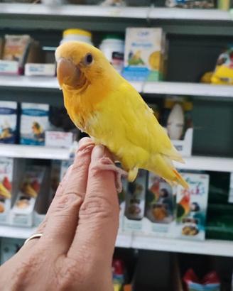 Inseparabili roseicollis allevati a mano domestici