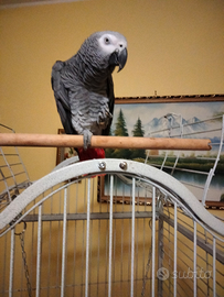 Pappagallo cenerino