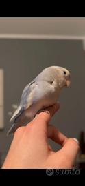 Cocorita