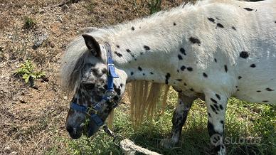 Pony Appaloosa stallone