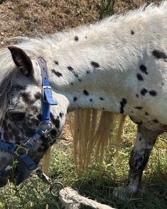 Pony Appaloosa stallone