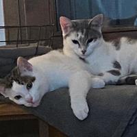 Gattini 6 mesi