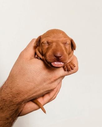 Cuccioli cirneco dell' Etna con Pedigree