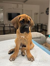 Cucciolo cane corso