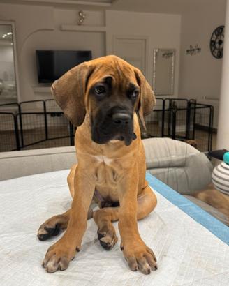 Cucciolo cane corso