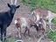 Immagine 6