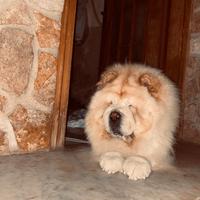 Chow Chow