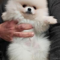 Spitz di Pomerania