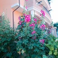 Semi di Alcea 
