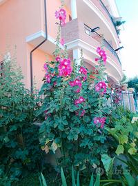 Semi di Alcea 