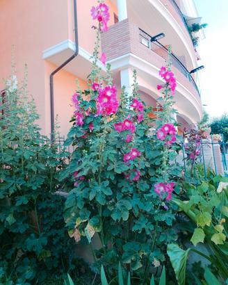 Semi di Alcea 