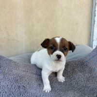 Jack Russell cucciolo