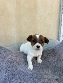 Jack Russell cucciolo