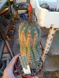Matucana madisoniorum v. asterium . H 13,5 cm 