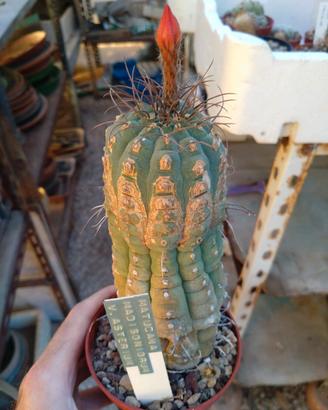 Matucana madisoniorum v. asterium . H 13,5 cm 