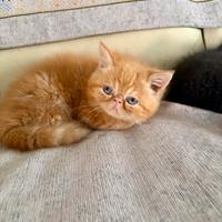 Gatto persiano arancione scuro