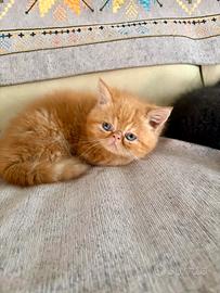 Gatto persiano arancione scuro