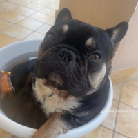 Bulldog francese