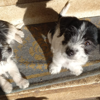 Cucciola affettuosissimaToy