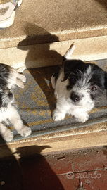 Cucciola affettuosissimaToy