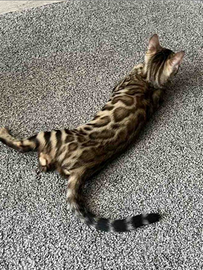 Bengala gattino