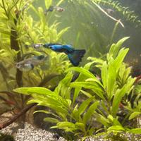 Guppy blu selezionati