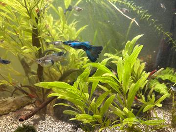 Guppy blu selezionati