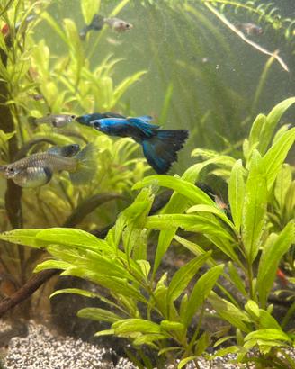 Guppy blu selezionati