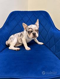 Cucciola bulldog francese merle