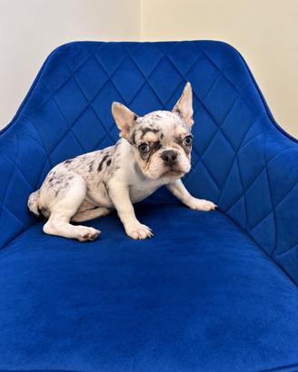 Cucciola bulldog francese merle