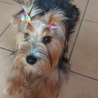 Yorkshire terrier
