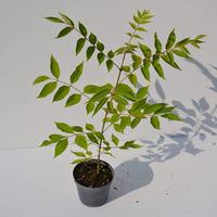 Albero del Miele, Evodia detta anche Bee Bee Tree