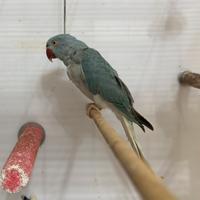 Parrocchetto blu cleartail portatore di opalino