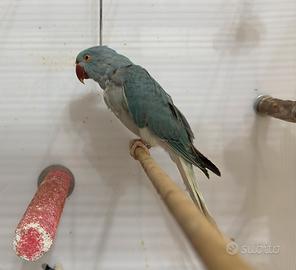 Parrocchetto blu con coda bianca