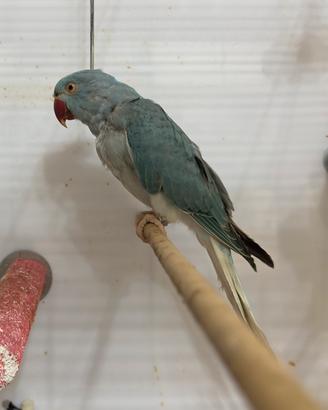 Parrocchetto blu cleartail portatore di opalino