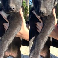 Cane dolce amore con vaccino 2 mesi e mezzo