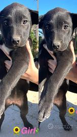 Cane dolce amore con vaccino 2 mesi e mezzo